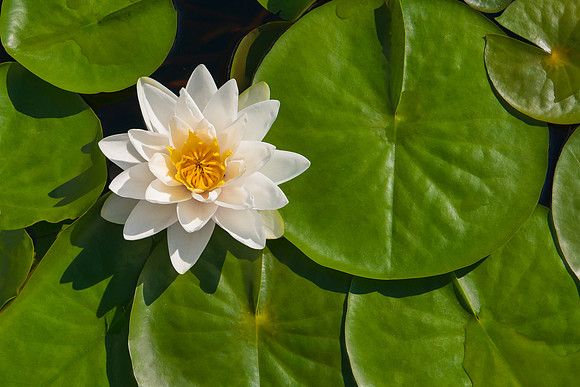 water, lily, pad, flower, white