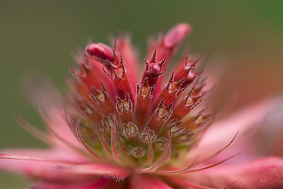 Monarda bud 2