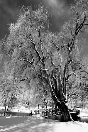 Willow, tree, winter, black and white
