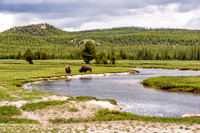 Bison Grazing In Meadow at Yellowstone National Park