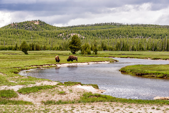 Bison Grazing In Meadow at Yellowstone National Park