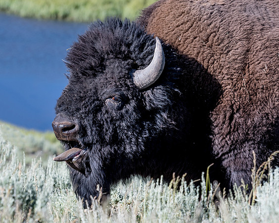 Bison