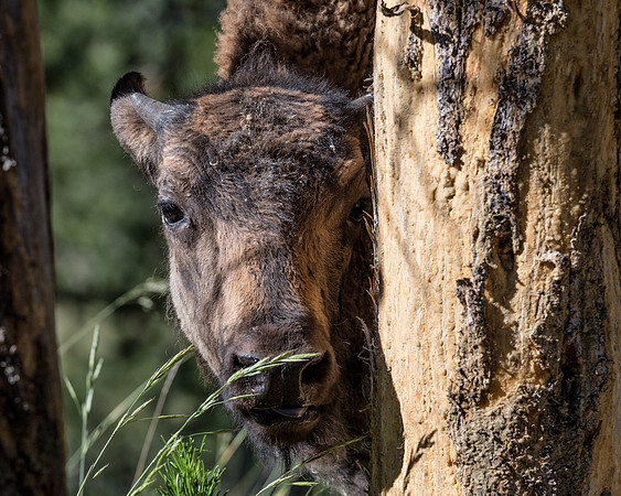 Bison Calf