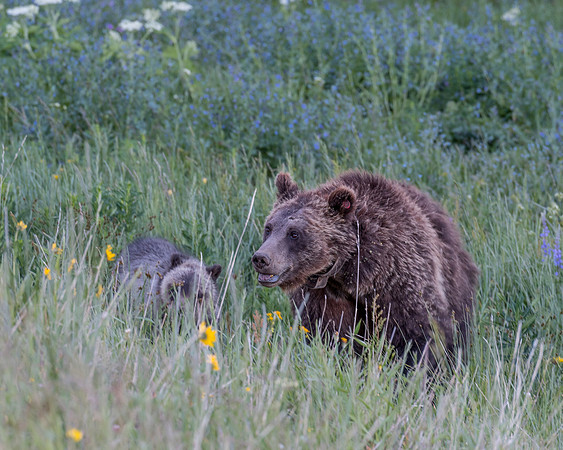 Mama Grizzly