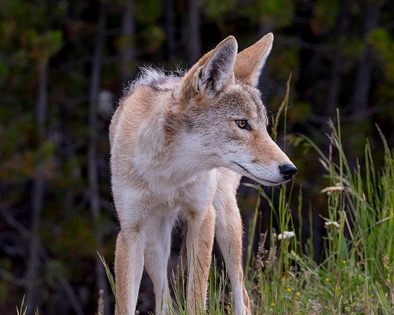 Coyote