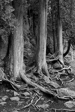 tree, trunk, "black and white" cedar, root, roots