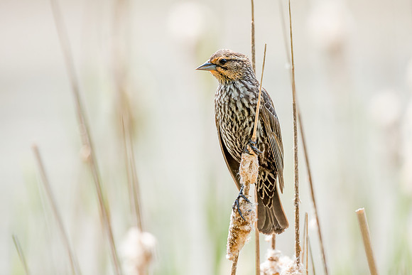 Female Red winged Black Bird