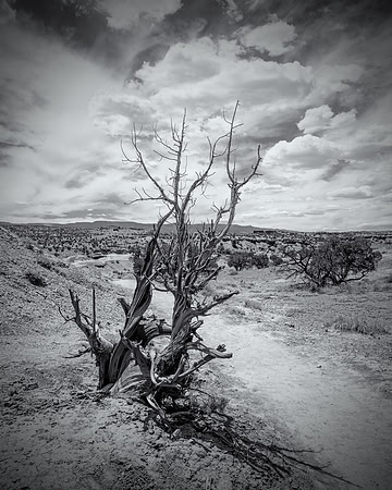 desert tree @ capital reef