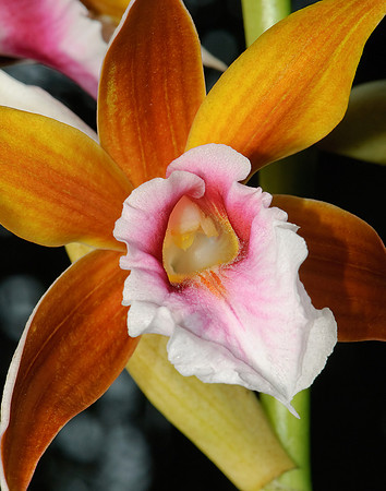 orchid, flower