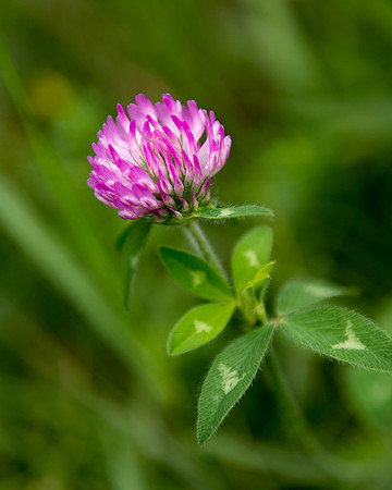 Clover