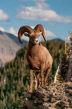 Big Horn Ram 2