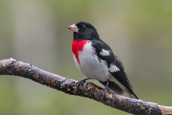 Rose Breasted Grosbeak 4