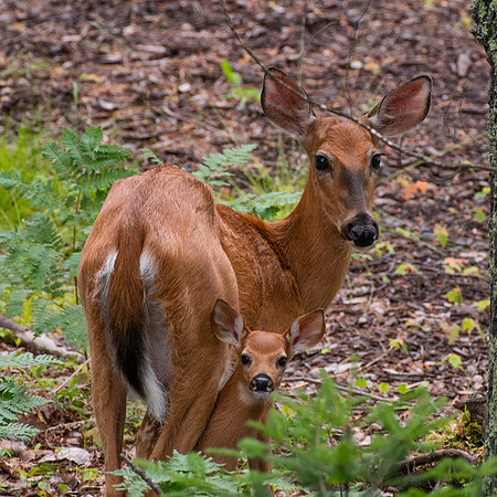 Doe and Fawn1