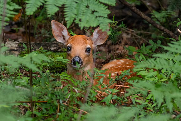 Fawn
