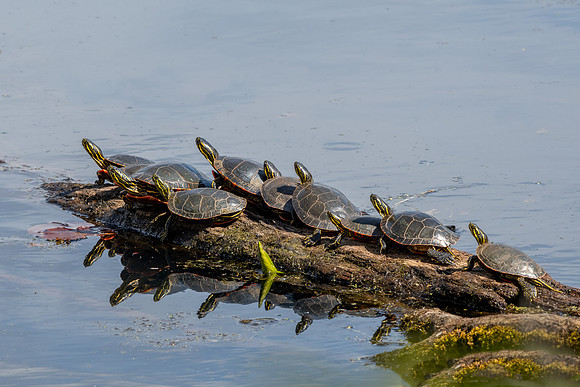 Herd of Turtles