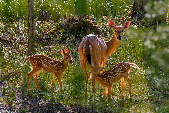 Doe with two fawns