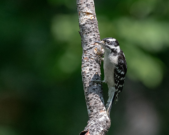 Female Hairy Woodpecker