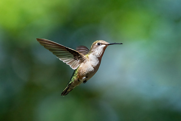 Female Ruby Throated Humming Bird
