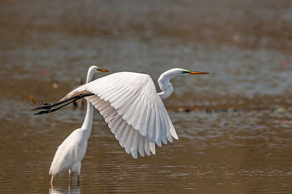 great egret, great, egret, heron, white, flight, wading, bird