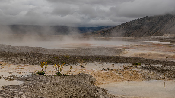 Hardy plants in hostile environment