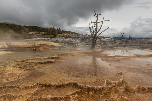 There once was a tree 1