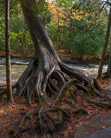 Tree Roots