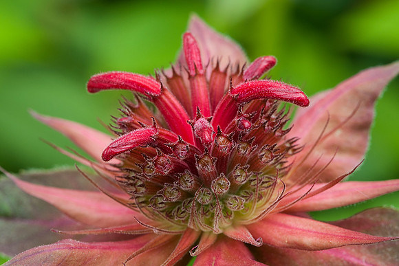 monarda, bud, bee balm, macro