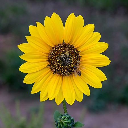 Sunflower and Bee