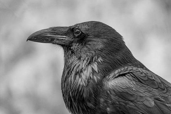Raven