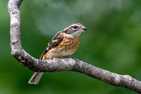 Juvenile Rose Breasted Grosbeak