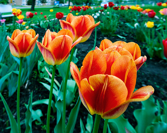 orange, tulips, flower