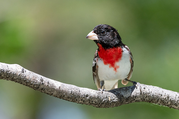 Rose Breasted Grosbeak 1