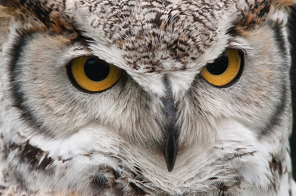 great horned,  owl, portrait