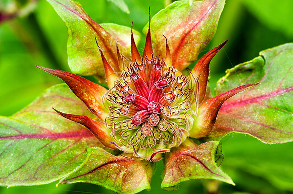 monarda, bud, bee balm, macro