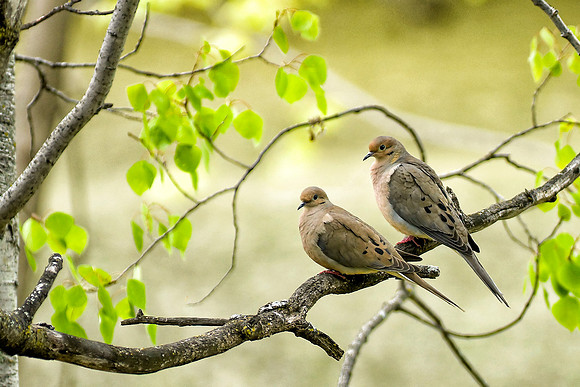morning dove, pair, tree, perch, morning, doves
