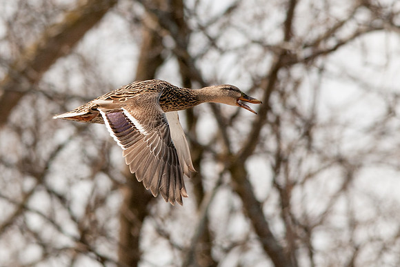 mallard, duck, female, hen, flight,
