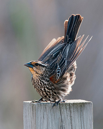 Female Red Winged Black Bird