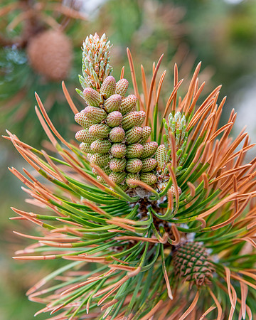 pine, flower, yellowstone, national park