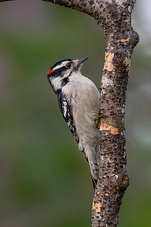 Downey Woodpecker