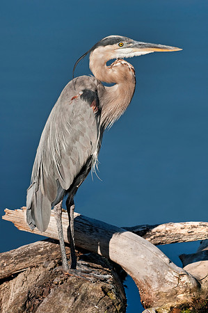 Great Blue Heron, heron, bird, wading, shore, egret