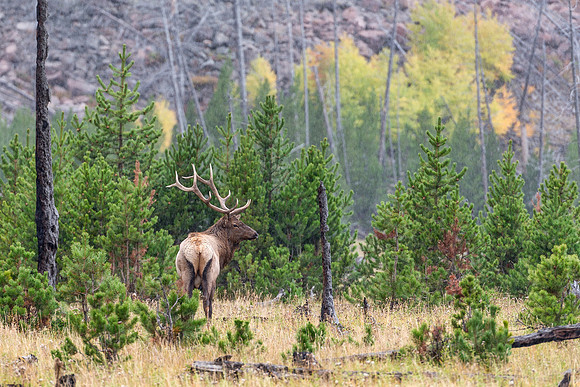 bull, elk, yellowstone, "national park", wildlife, madison, river, wyoming