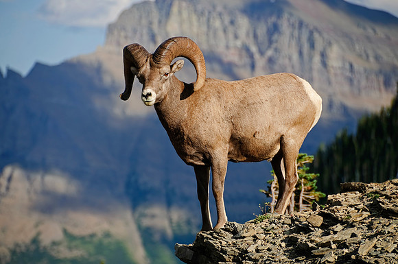 "big horn sheep", big, horn, ram, sheep, glacier, national, park