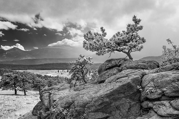 pine, tree, rocks, landscape, rocky mountain, national park, colorado, estes park, black and white