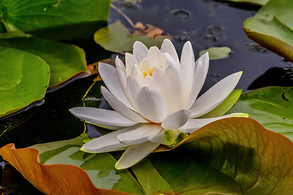 Water Lily