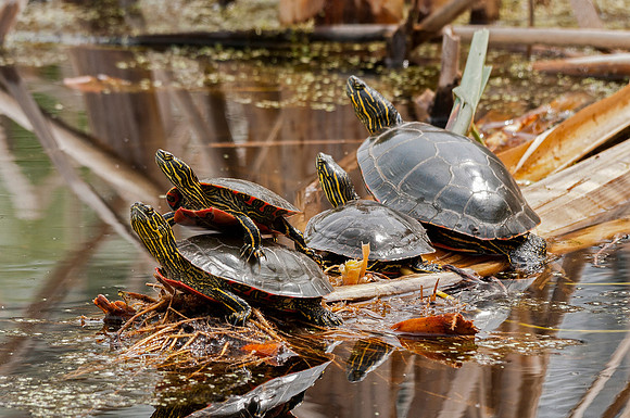 painted, turtle,