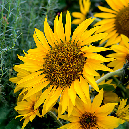 sun flower, flower, yellow
