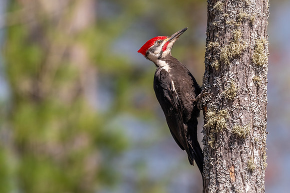 Piliated Woodpecker Male