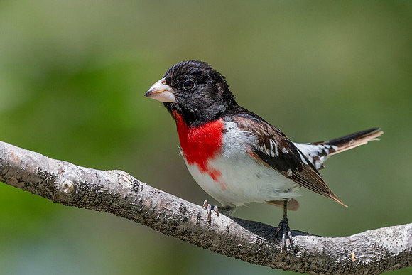 Rose Breasted Grosbeak 2