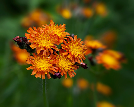 orange, hawkweed, wild, flower