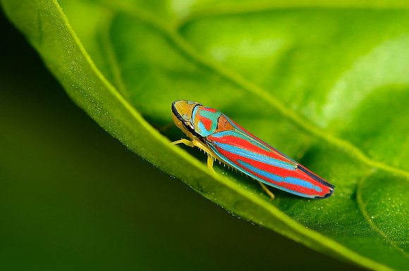 Graphocephala coccinea, leafhopper, leaf, hopper, pest, insect, red and blue, bug, macro